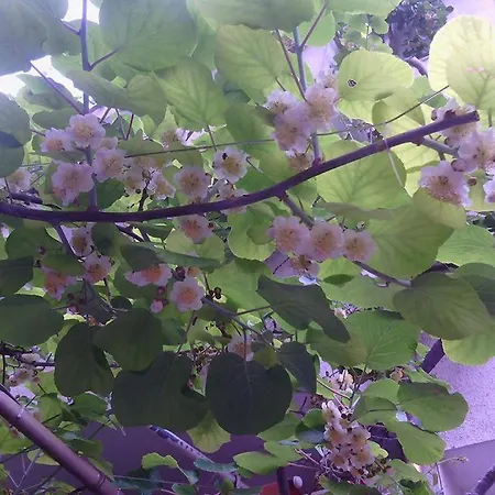 Family Andreev Hotel 2*