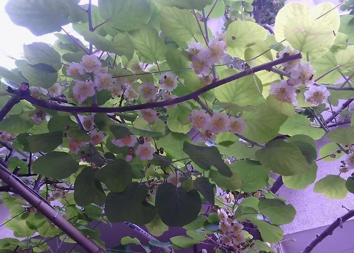 Family Andreev Hotel 2*